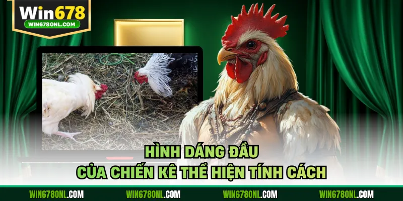 Cách Xem Tướng Gà Đá Chuẩn Tại WIN678 Dành Cho Tân Thủ 3 Hình dáng đầu của chiến kê thể hiện tính cách